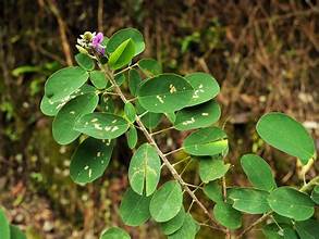 Codariocalyx gyroides